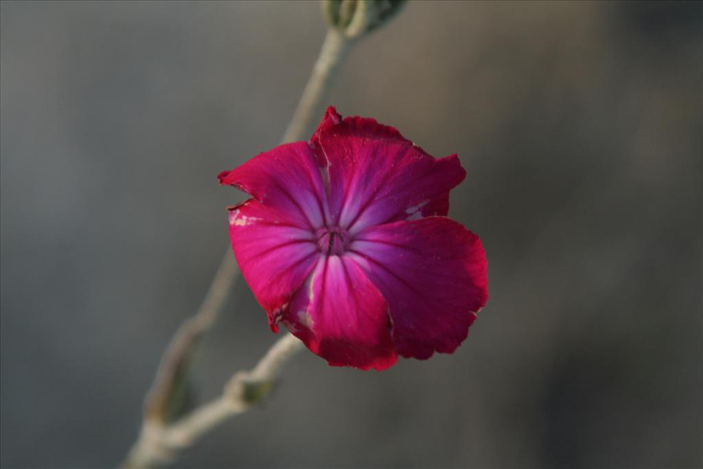 Silene coronaria (door Willem Braam)