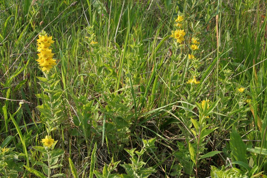 Lysimachia punctata (door Willem Braam)