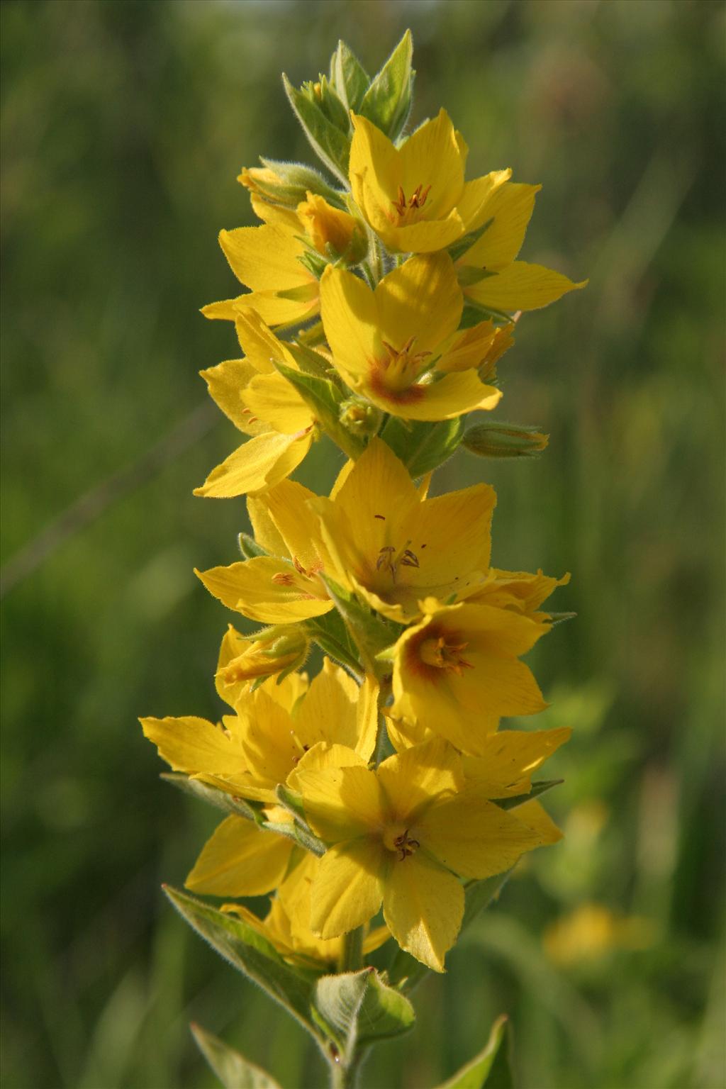 Lysimachia punctata (door Willem Braam)