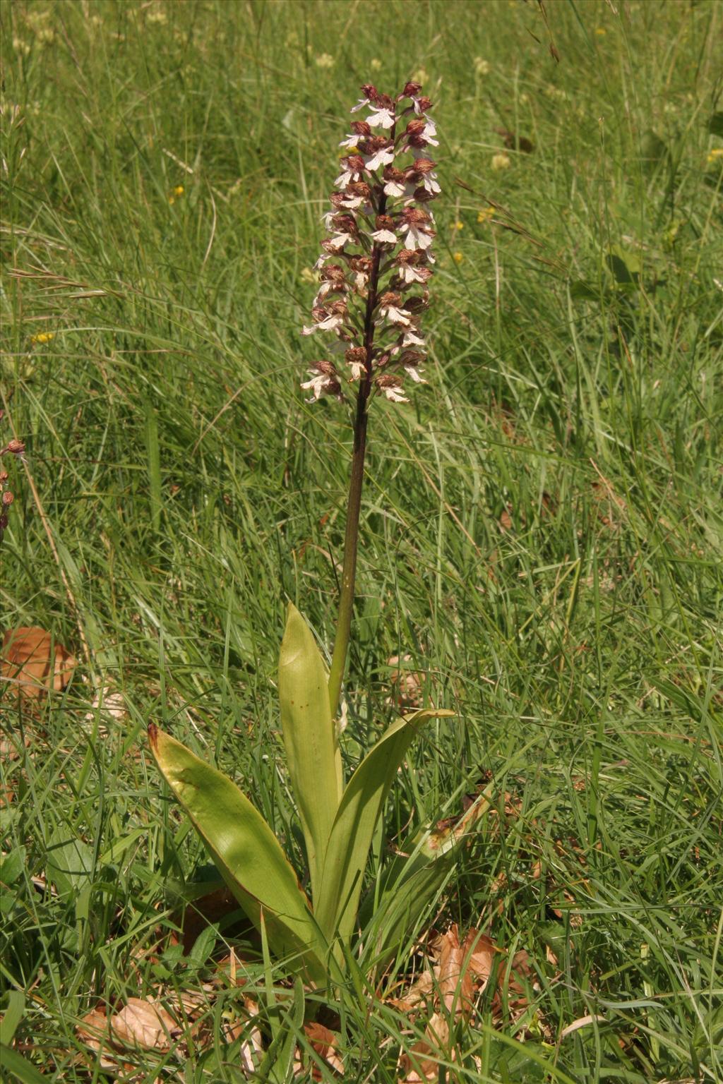 Orchis purpurea (door Willem Braam)