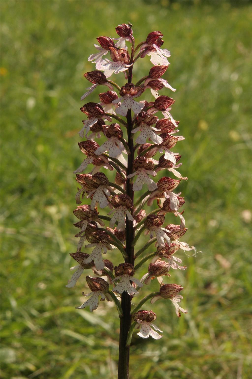 Orchis purpurea (door Willem Braam)