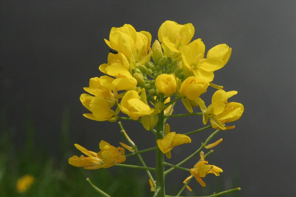 Brassica rapa (door Willem Braam)