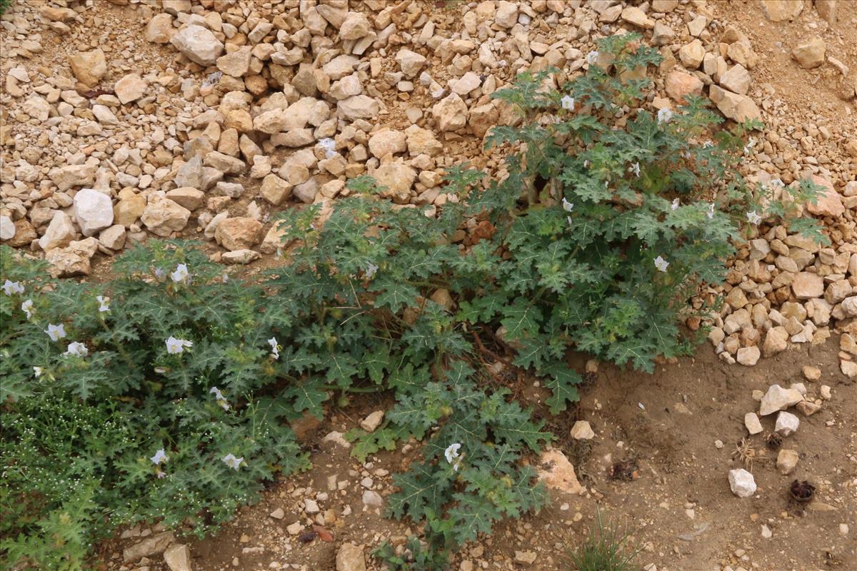 Solanum sisymbriifolium (door Willem Braam)