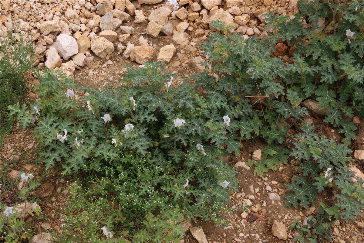 Solanum sisymbriifolium (door Willem Braam)