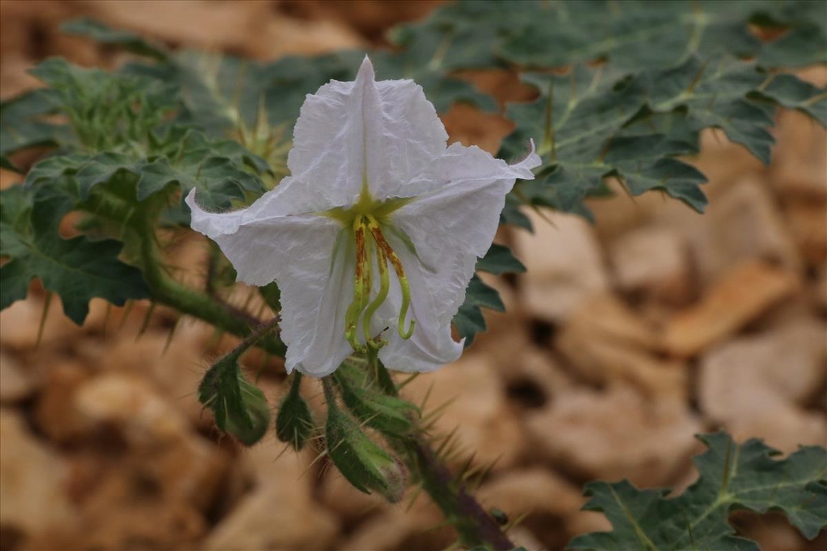 Solanum sisymbriifolium (door Willem Braam)