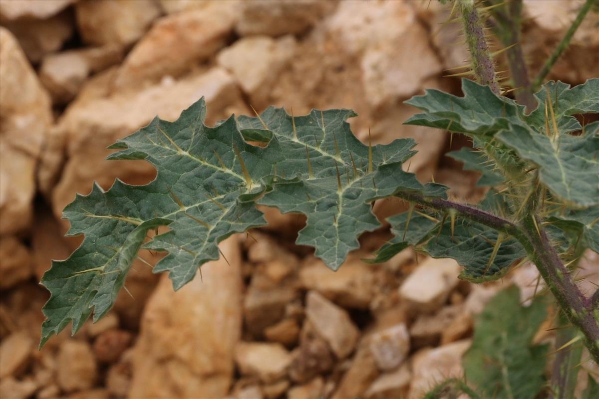 Solanum sisymbriifolium (door Willem Braam)