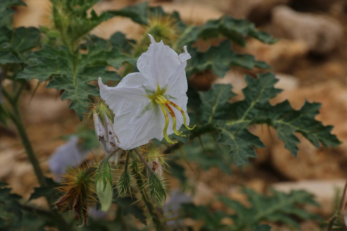 Solanum sisymbriifolium (door Willem Braam)