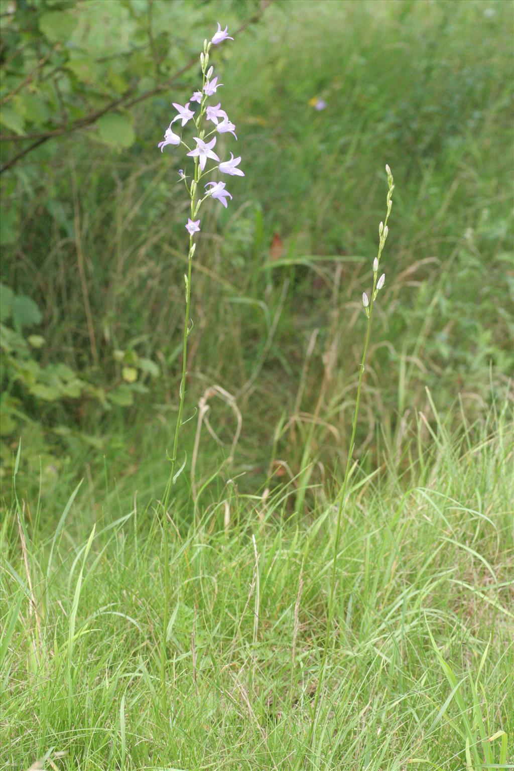 Campanula rapunculus (door Willem Braam)