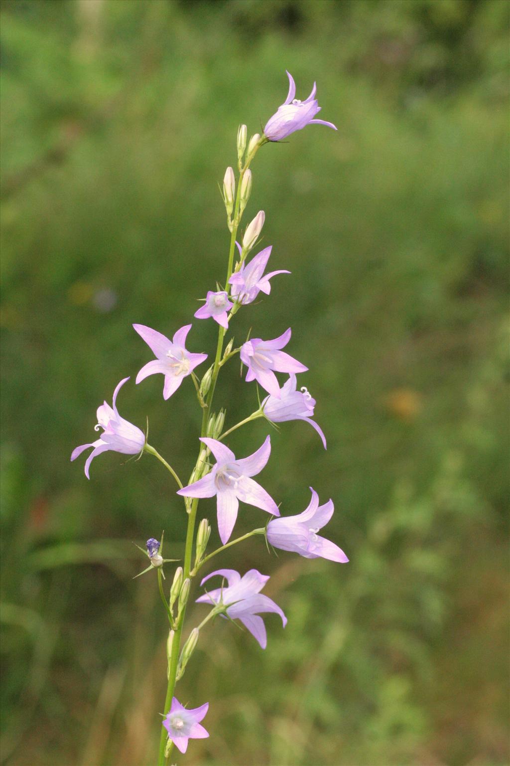 Campanula rapunculus (door Willem Braam)