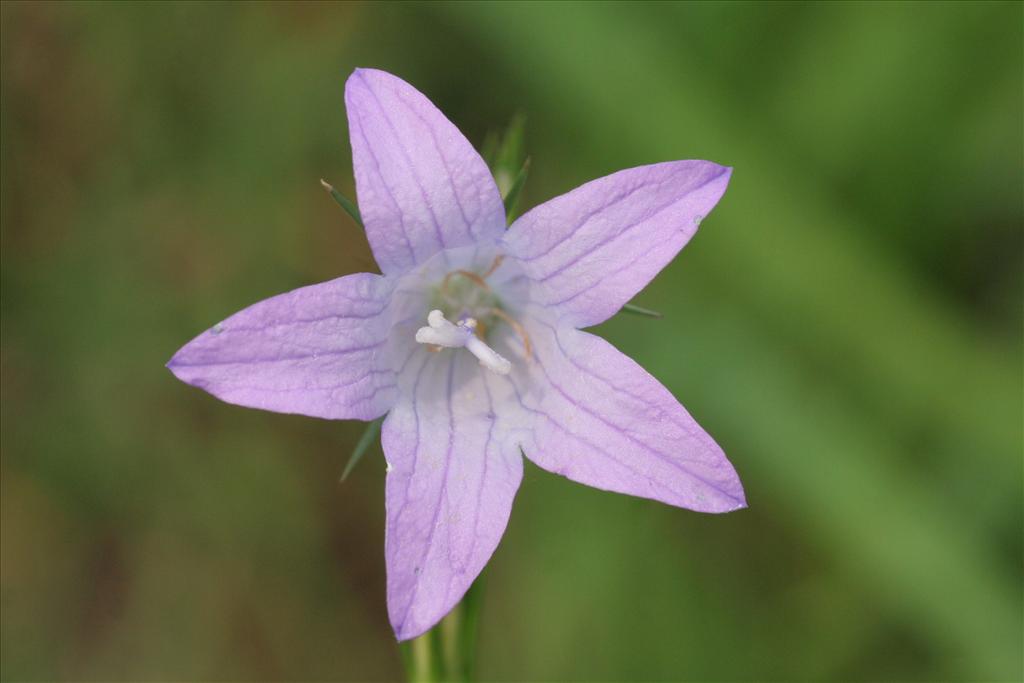 Campanula rapunculus (door Willem Braam)