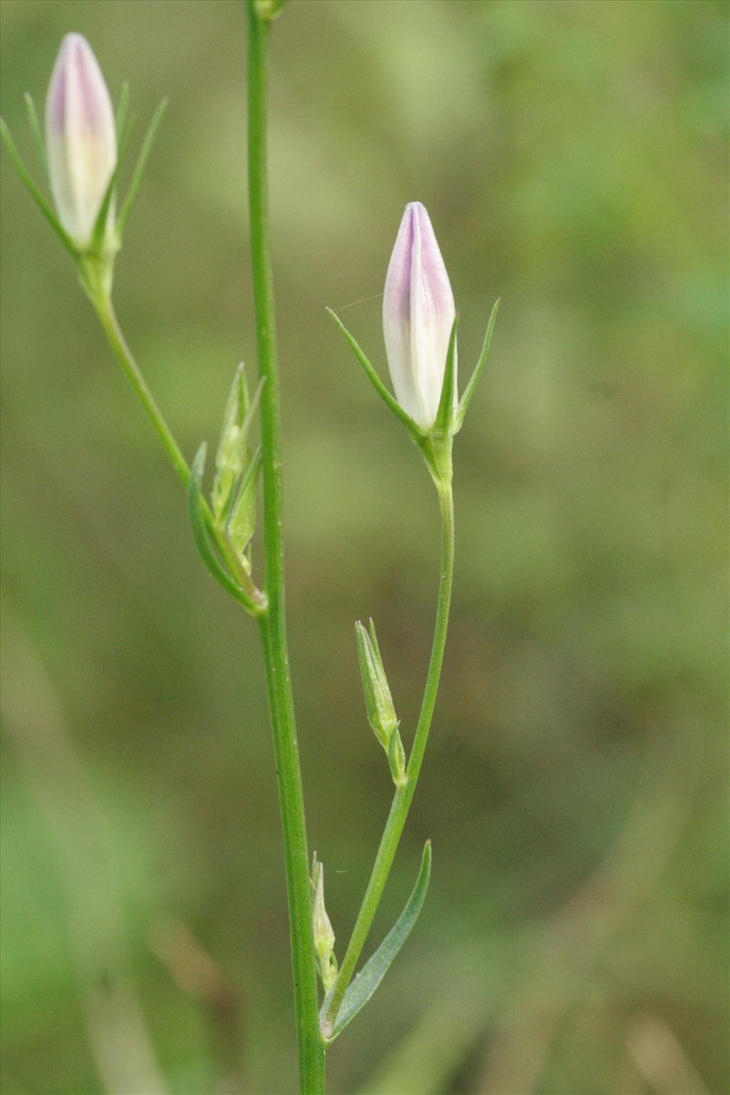 Campanula rapunculus (door Willem Braam)