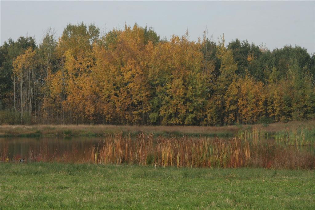 Populus tremula (door Willem Braam)