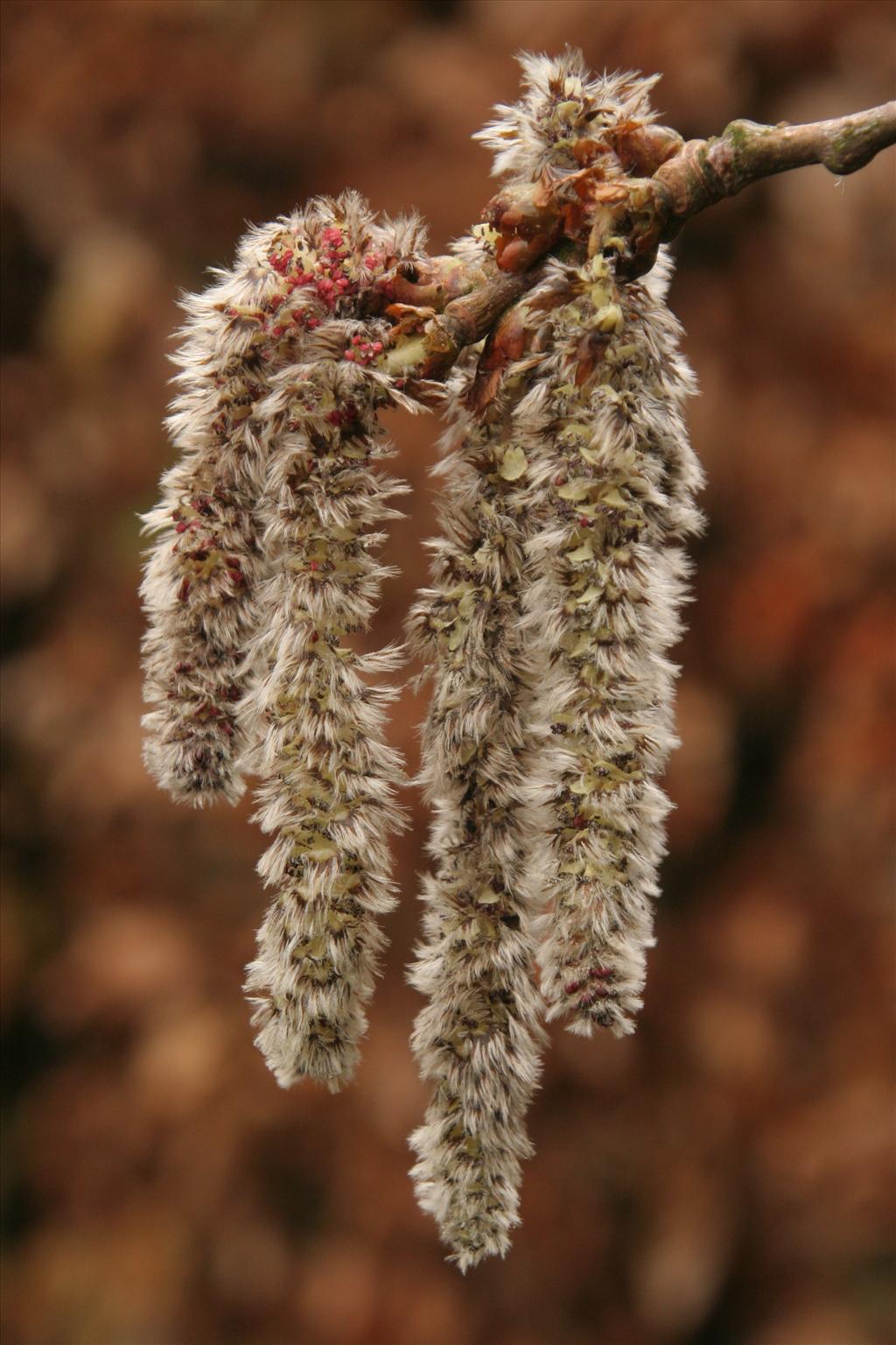 Populus tremula (door Willem Braam)