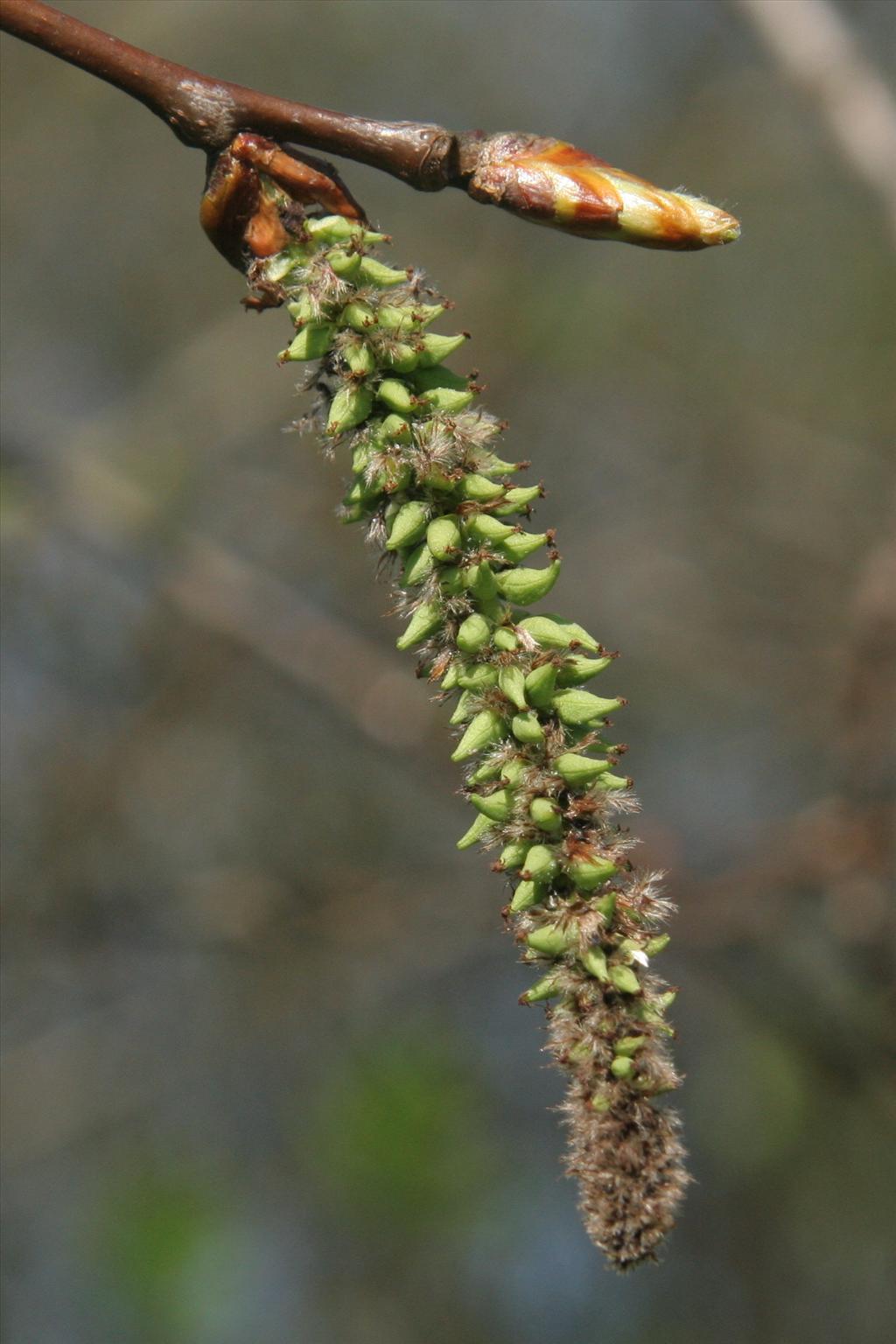 Populus tremula (door Willem Braam)