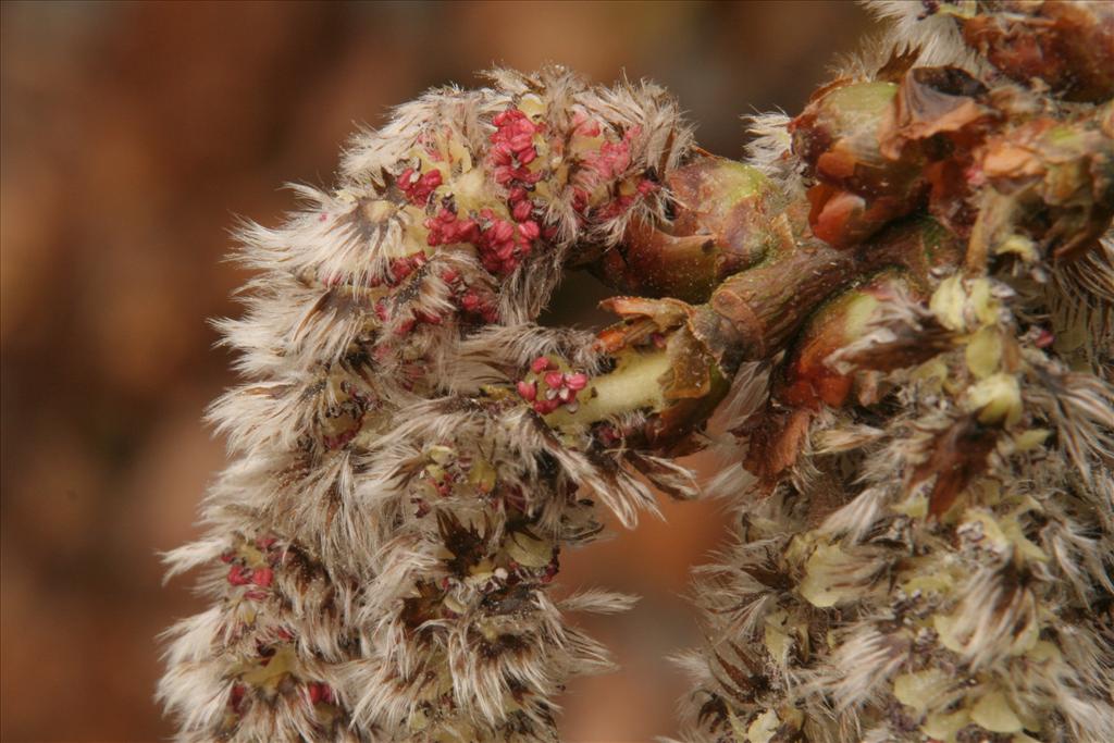 Populus tremula (door Willem Braam)