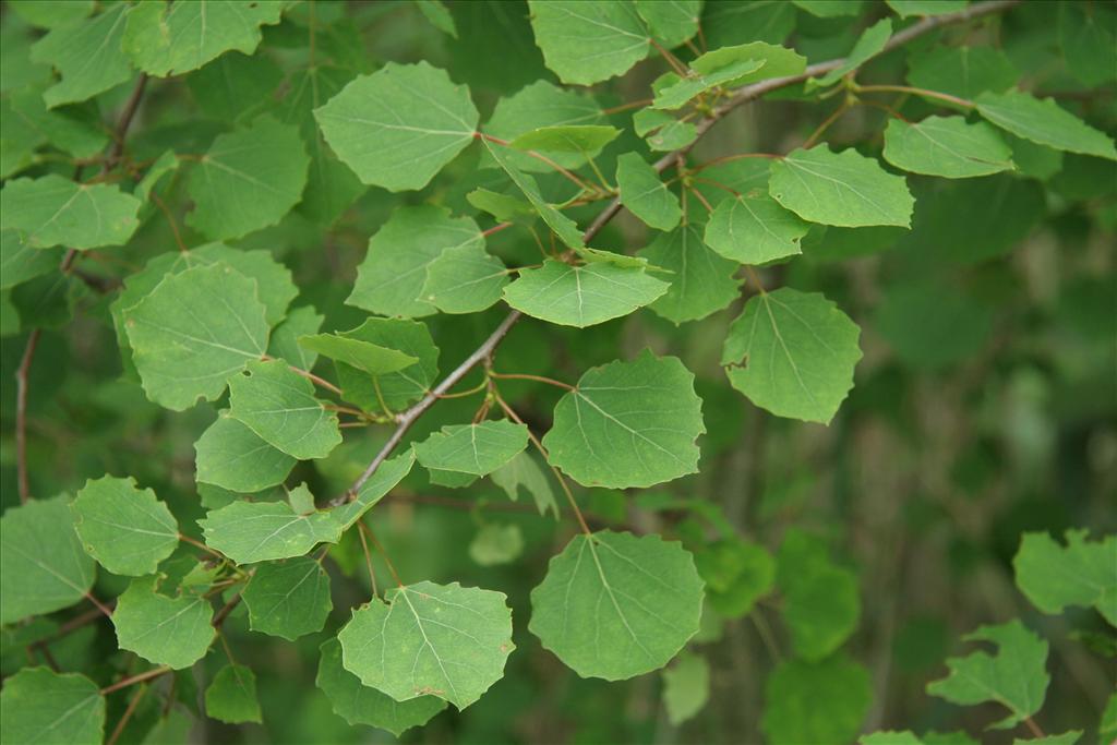 Populus tremula (door Willem Braam)