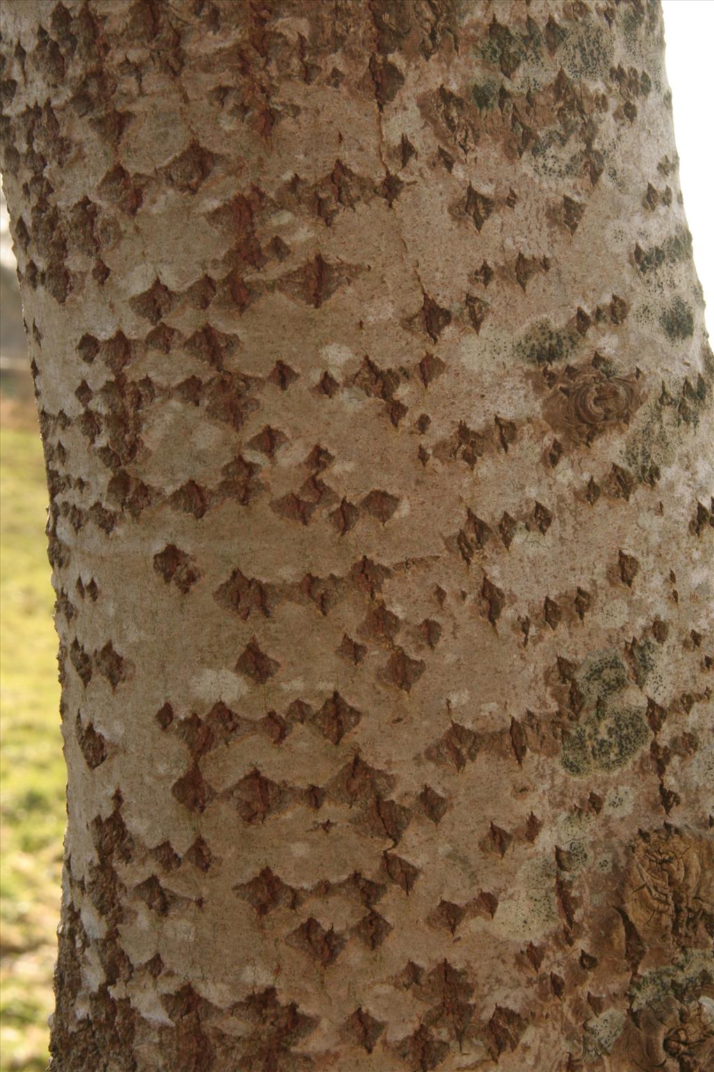 Populus tremula (door Willem Braam)