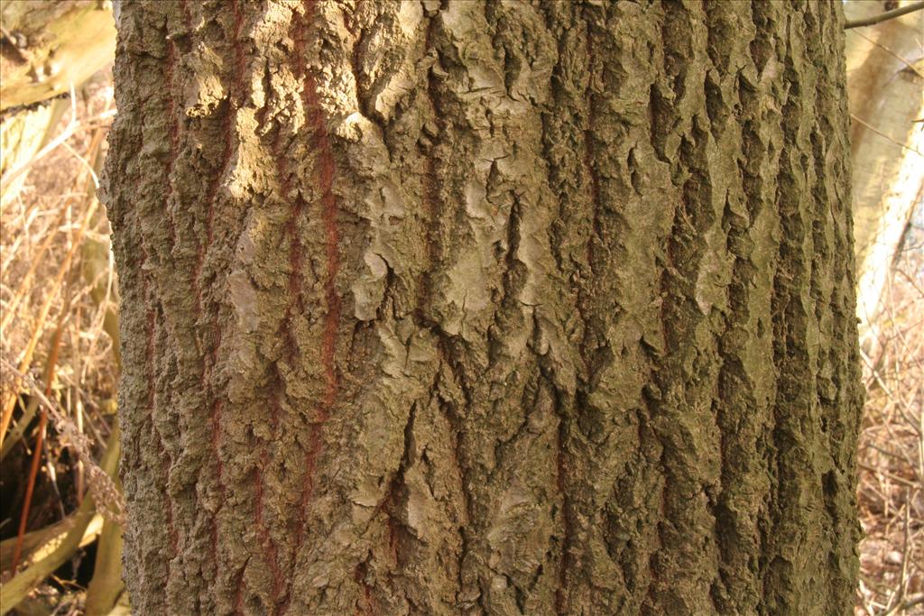 Populus tremula (door Willem Braam)