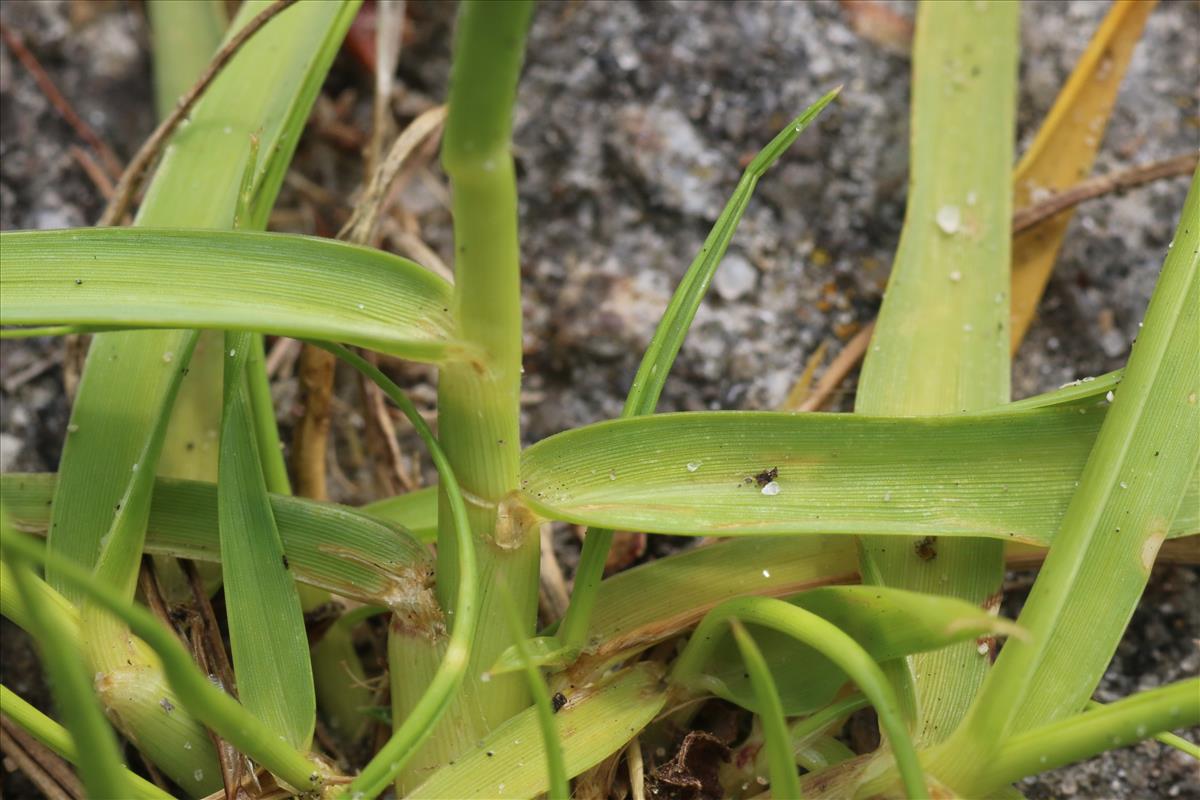 Sporobolus indicus (door Willem Braam)