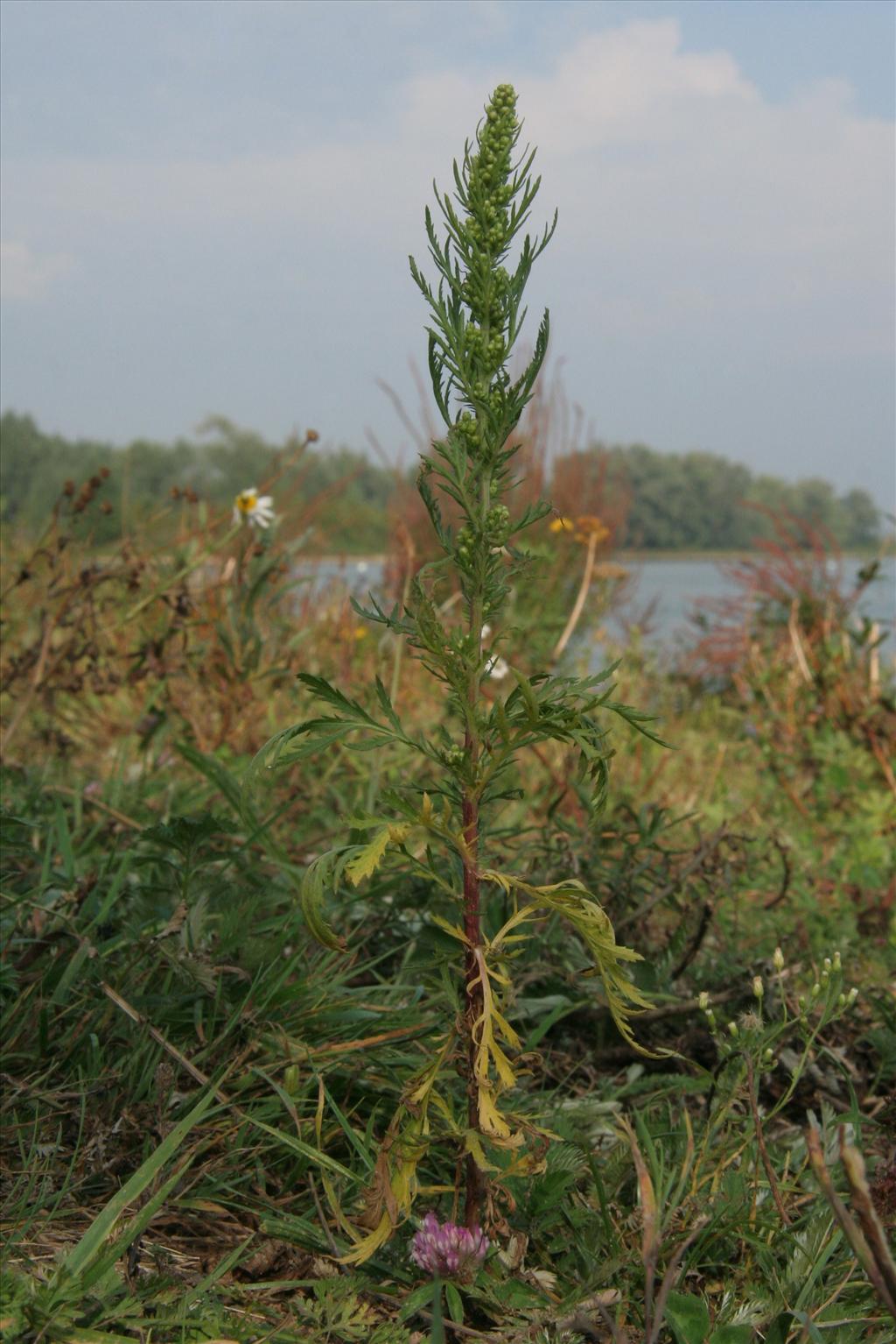 Artemisia biennis (door Willem Braam)