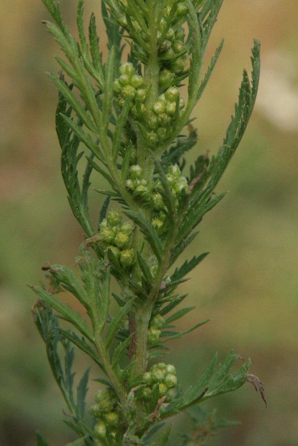 Artemisia biennis (door Willem Braam)