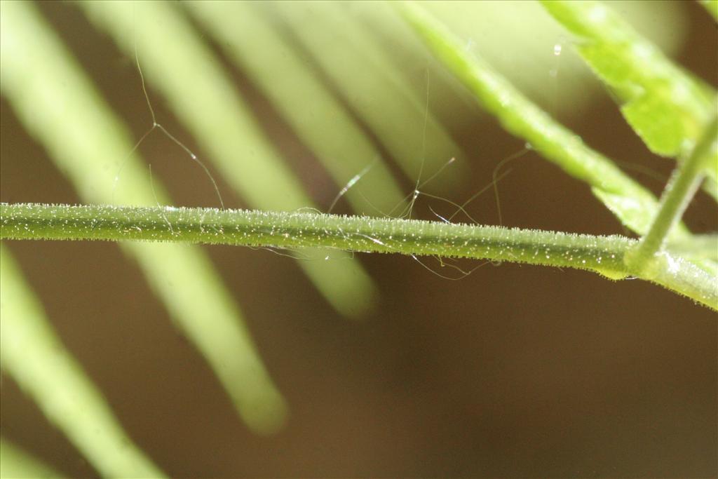 Gymnocarpium robertianum (door Willem Braam)