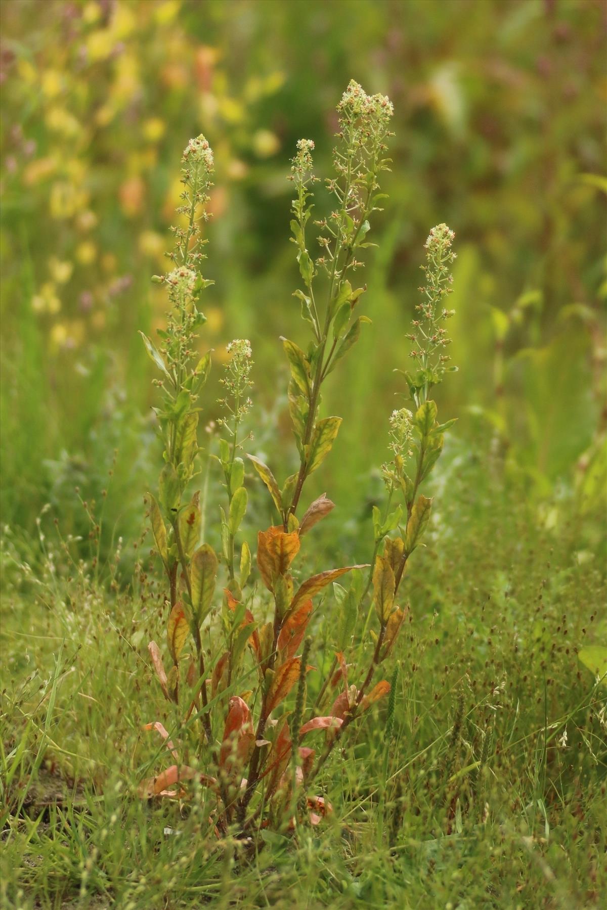 Reseda odorata (door Willem Braam)