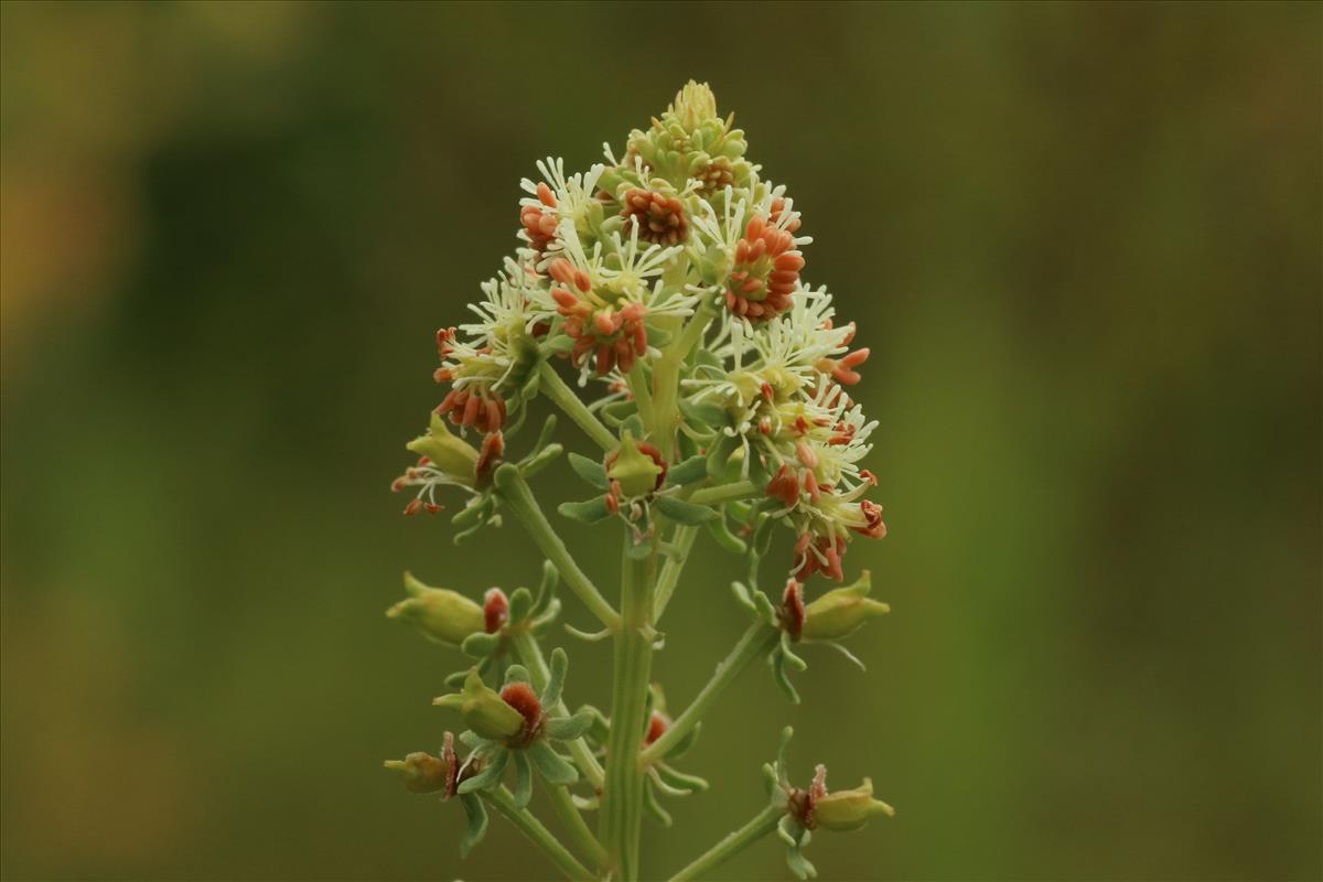 Reseda odorata (door Willem Braam)