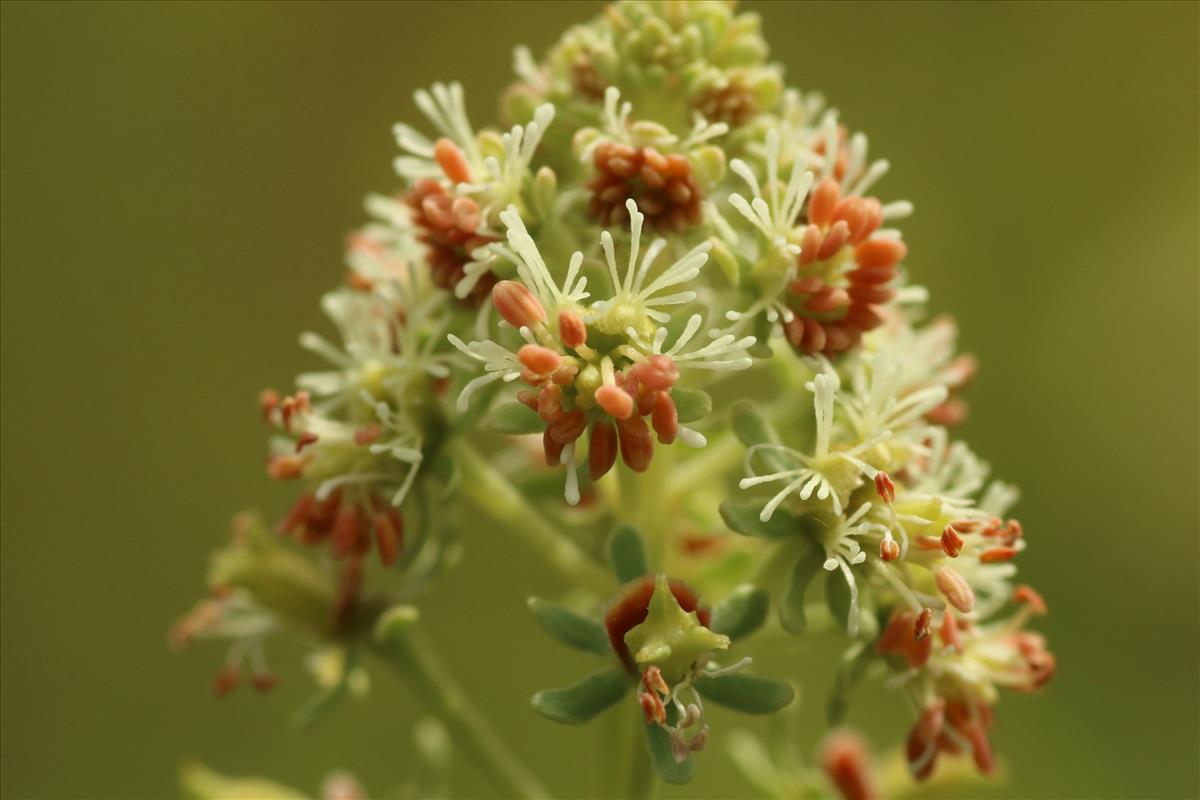 Reseda odorata (door Willem Braam)