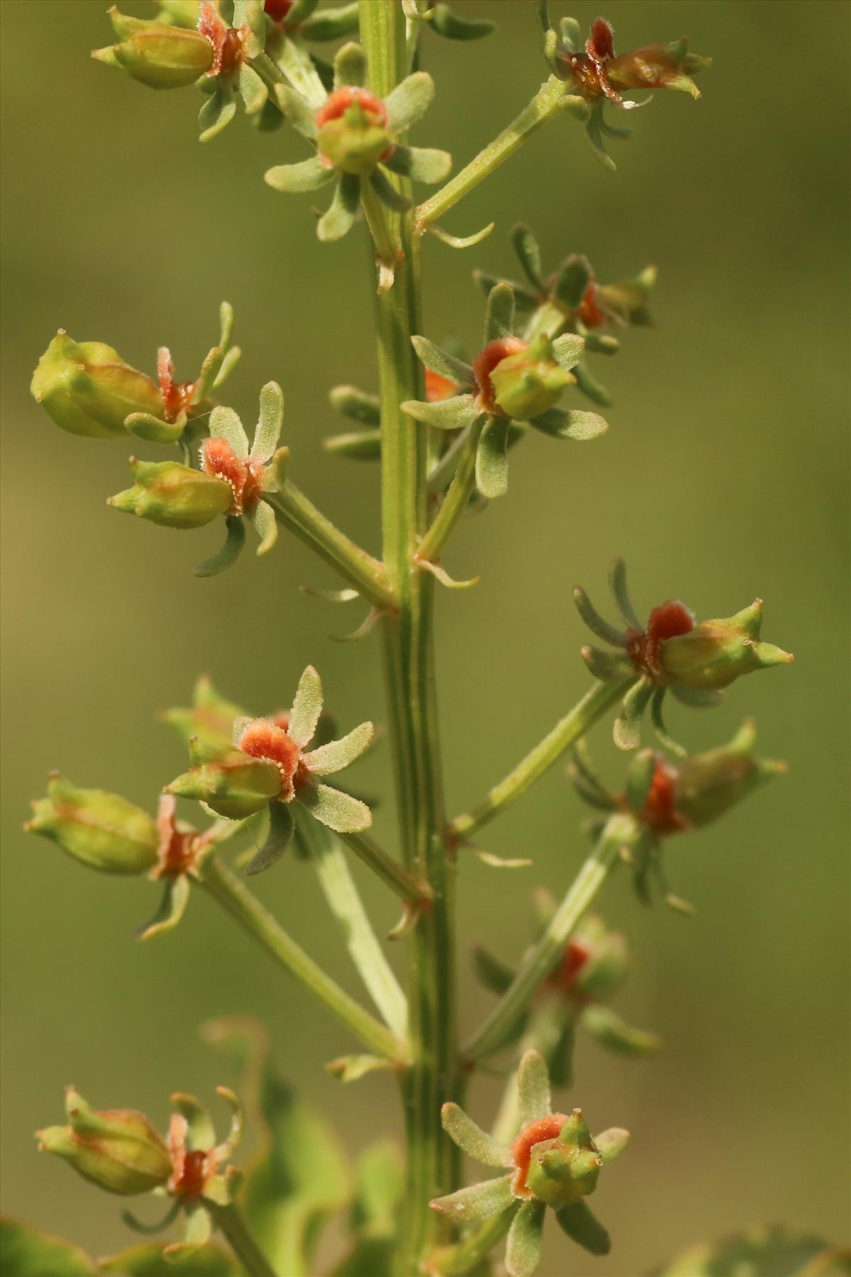 Reseda odorata (door Willem Braam)