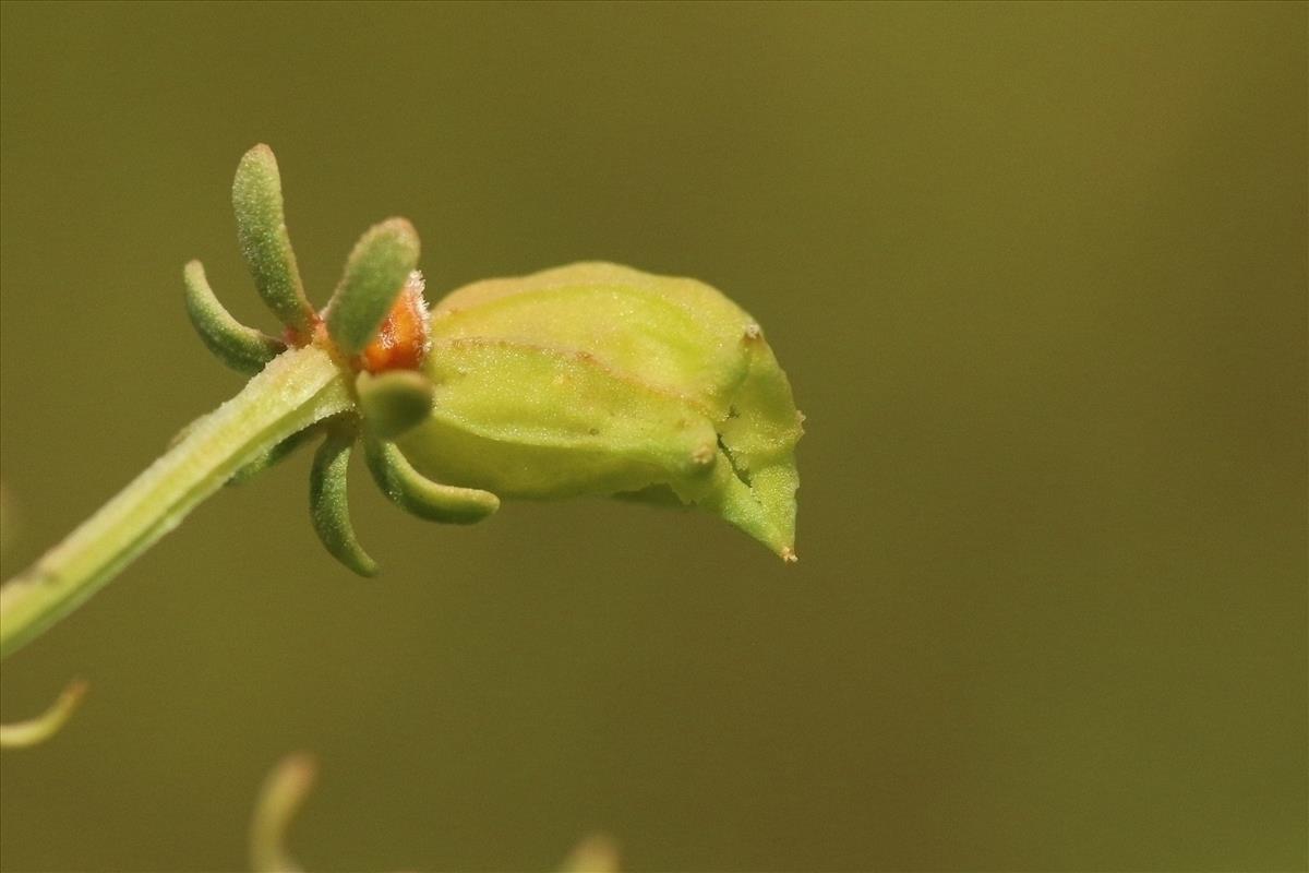 Reseda odorata (door Willem Braam)