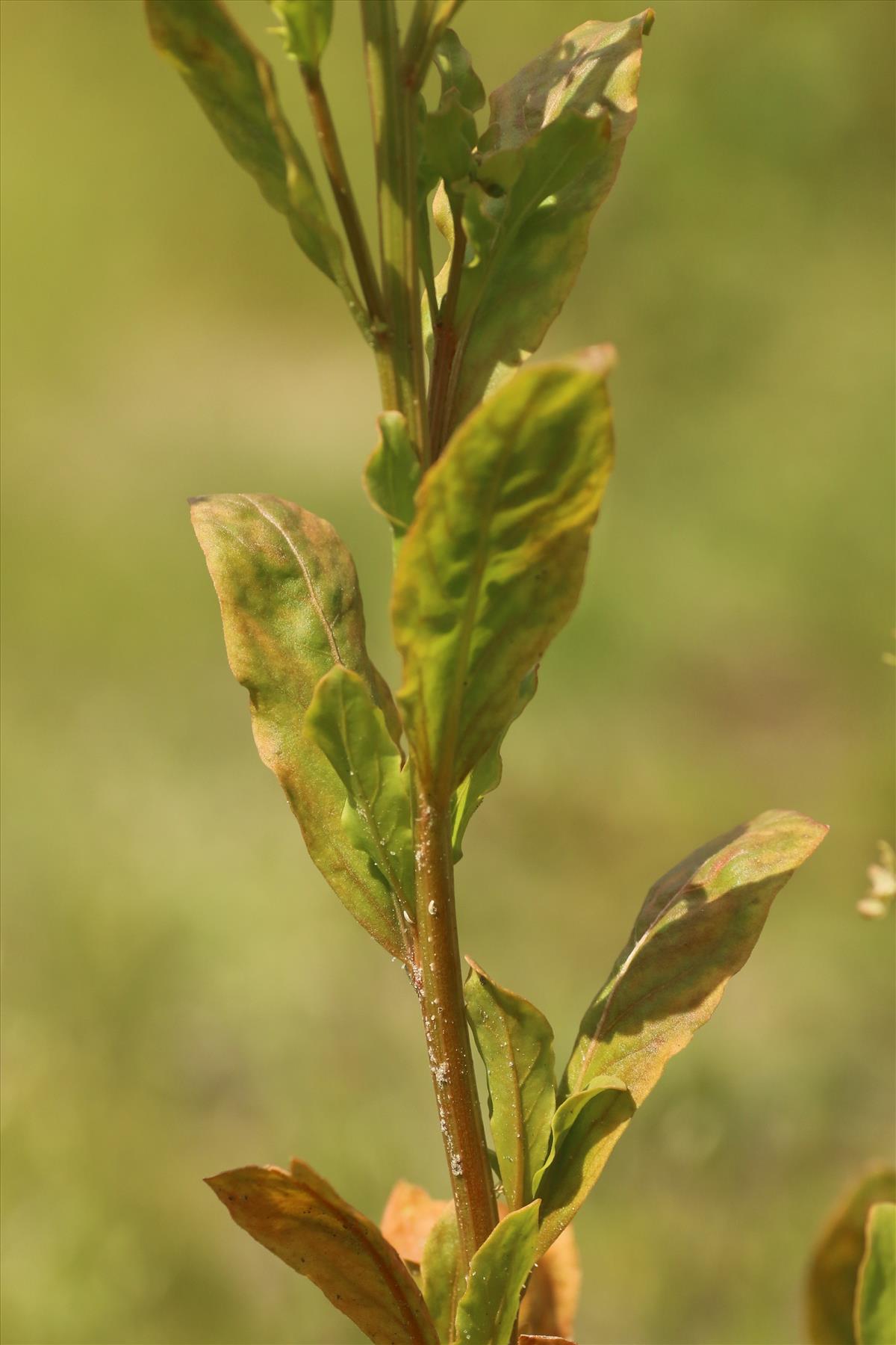 Reseda odorata (door Willem Braam)