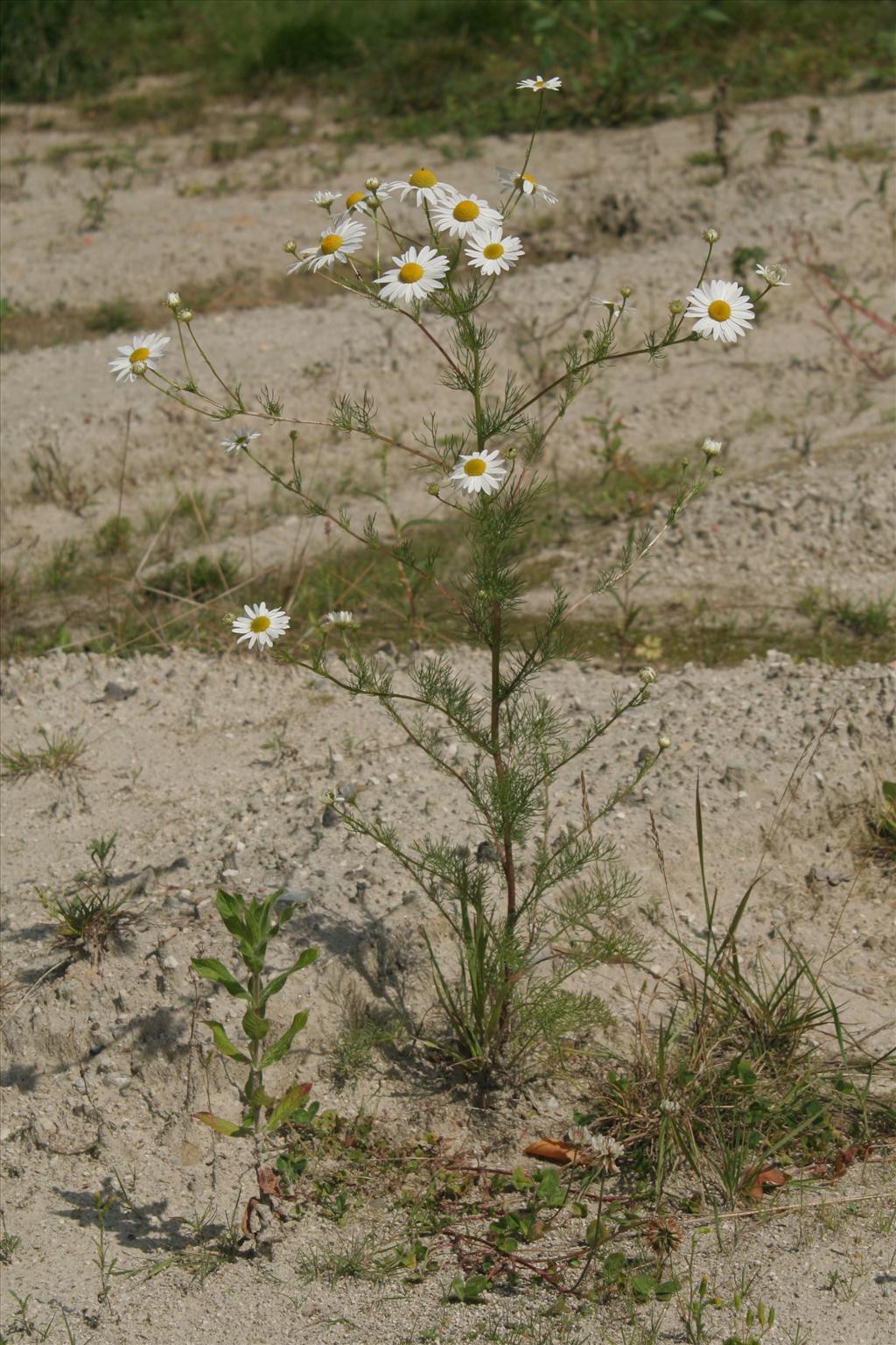 Tripleurospermum maritimum (door Willem Braam)