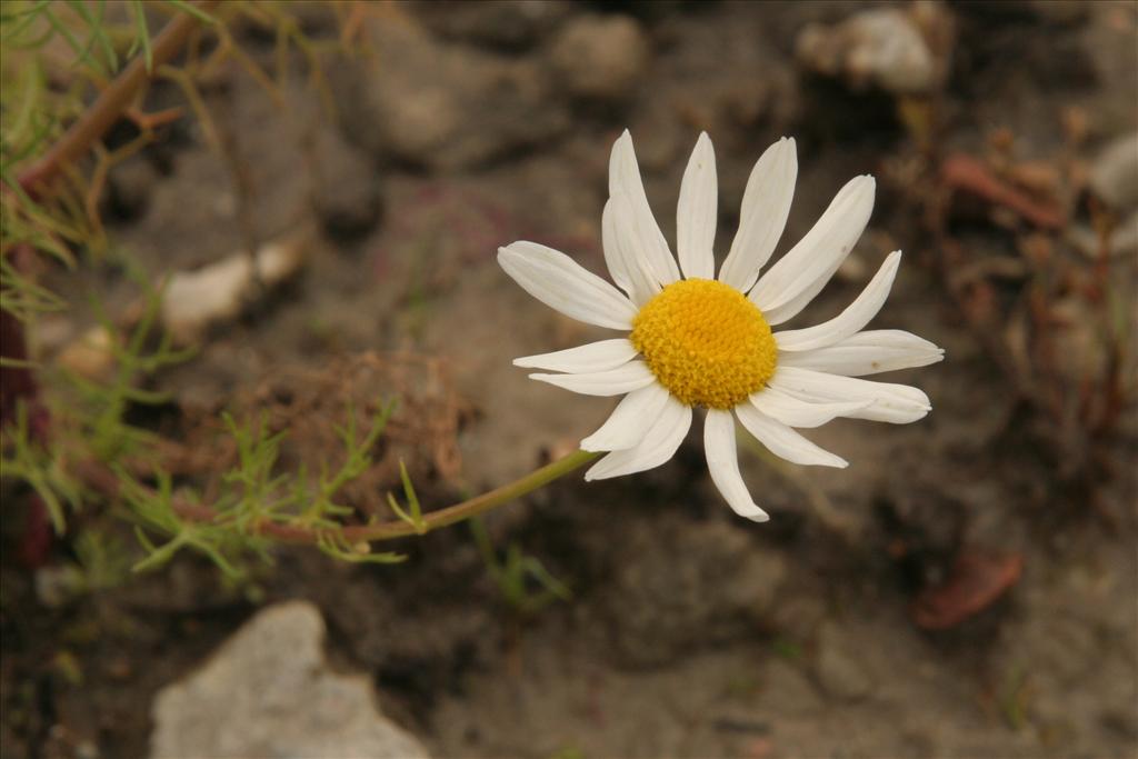 Tripleurospermum maritimum (door Willem Braam)