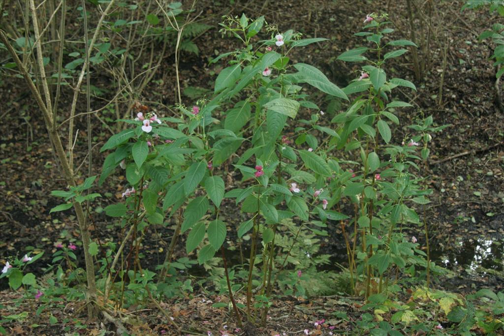 Impatiens glandulifera (door Willem Braam)