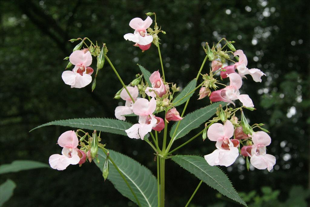 Impatiens glandulifera (door Willem Braam)