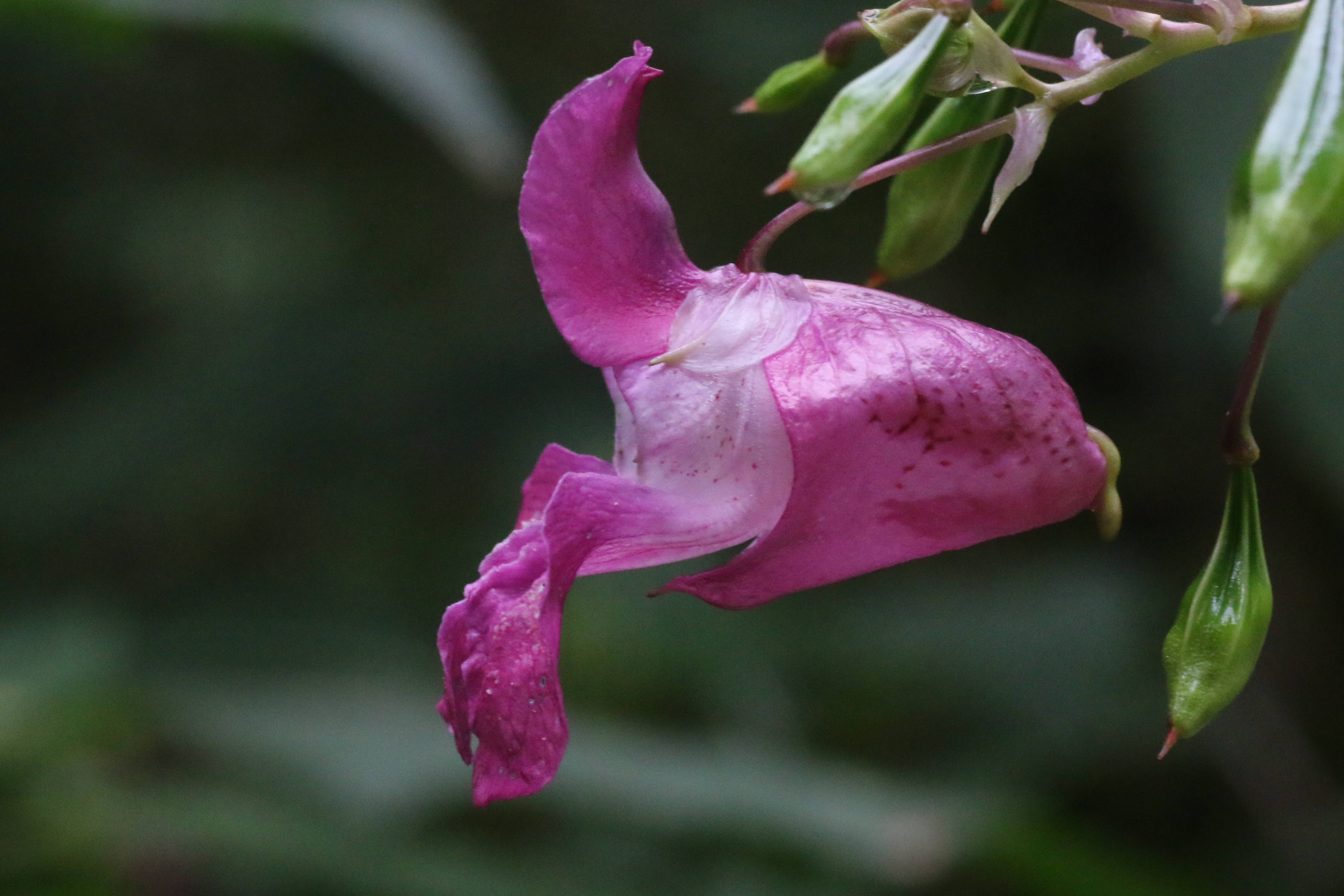 Impatiens glandulifera (door Willem Braam)