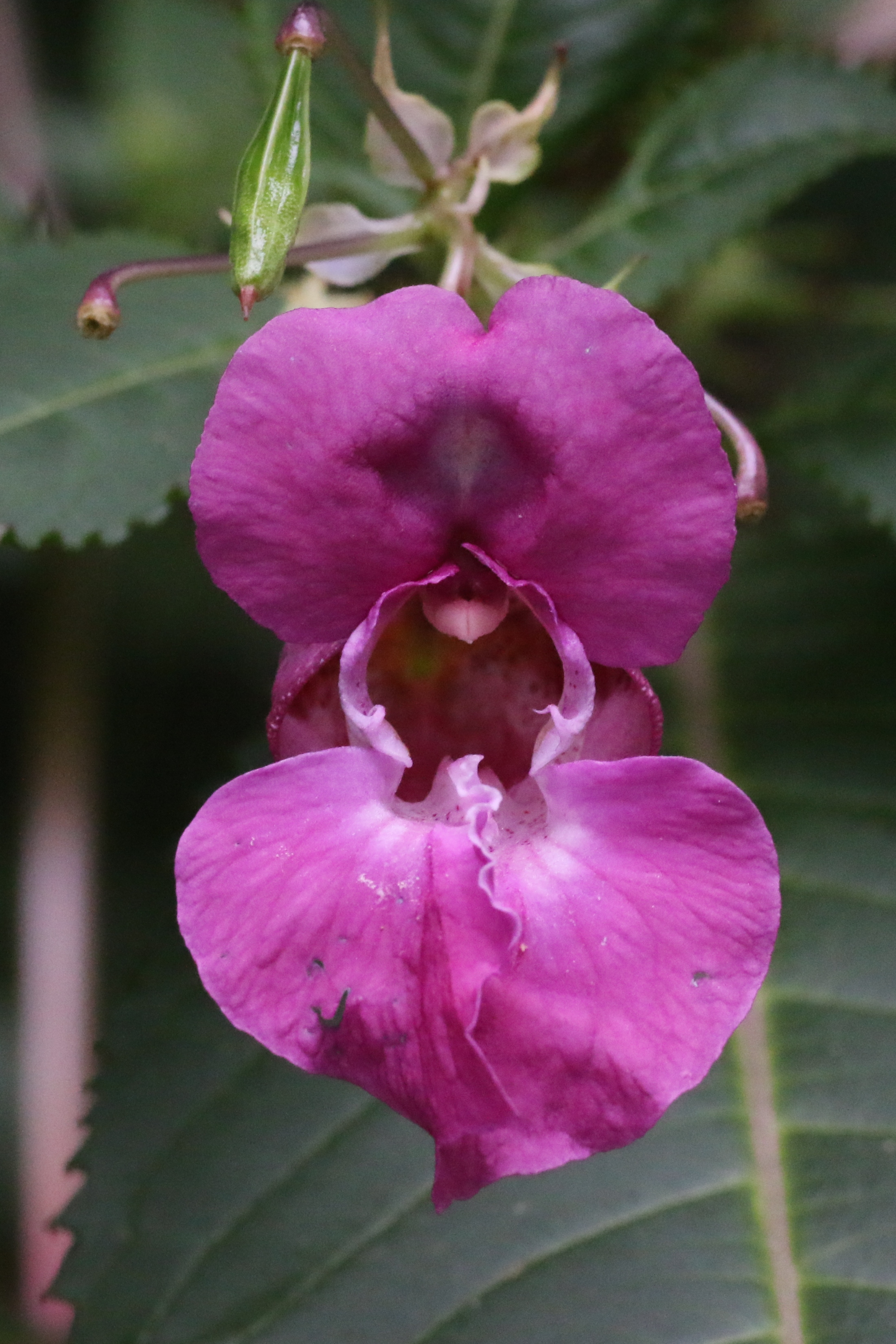 Impatiens glandulifera (door Willem Braam)