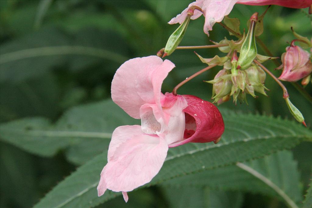 Impatiens glandulifera (door Willem Braam)