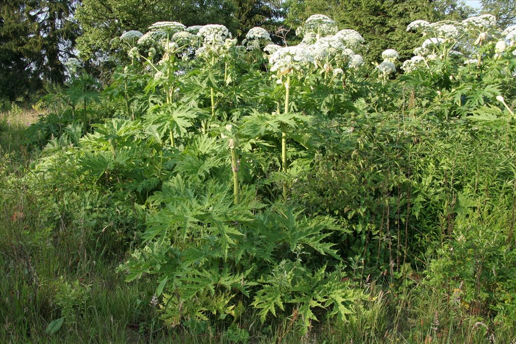 Heracleum mantegazzianum (door Willem Braam)