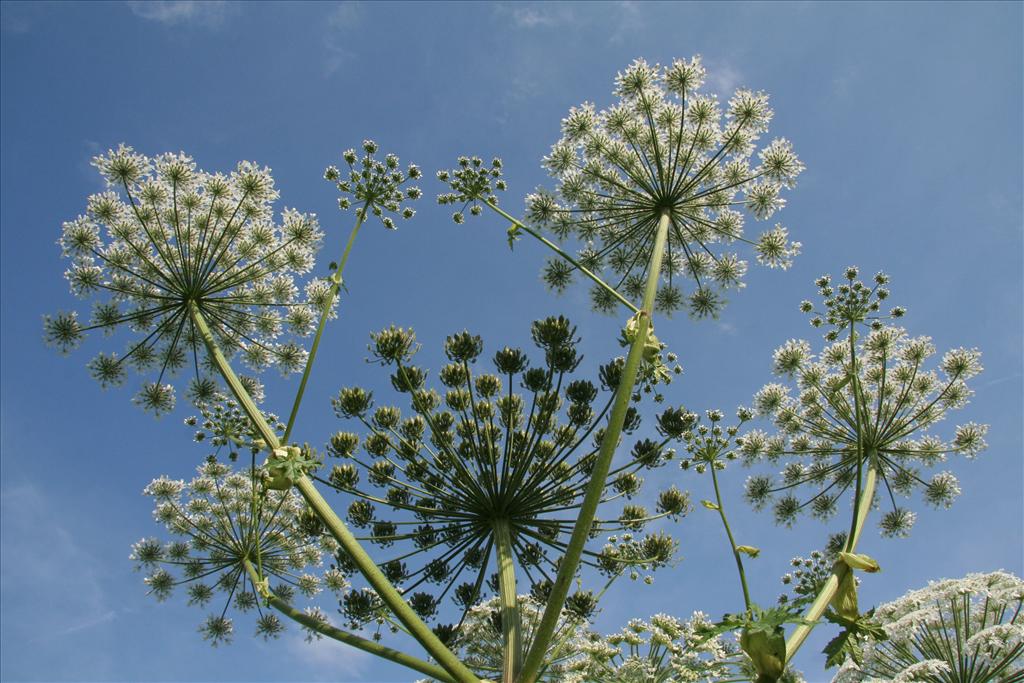 Heracleum mantegazzianum (door Willem Braam)