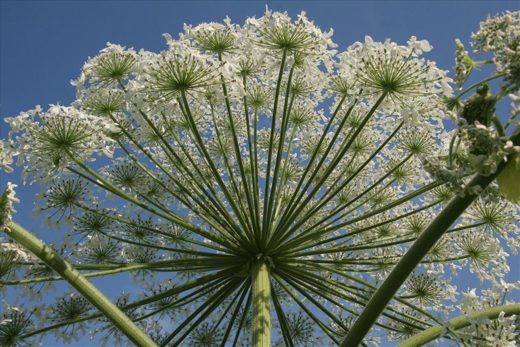 Heracleum mantegazzianum (door Willem Braam)