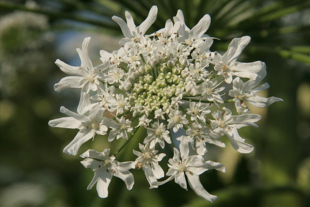 Heracleum mantegazzianum (door Willem Braam)