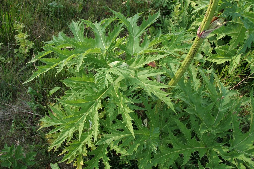 Heracleum mantegazzianum (door Willem Braam)