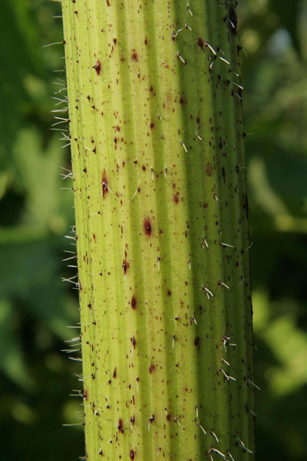 Heracleum mantegazzianum (door Willem Braam)