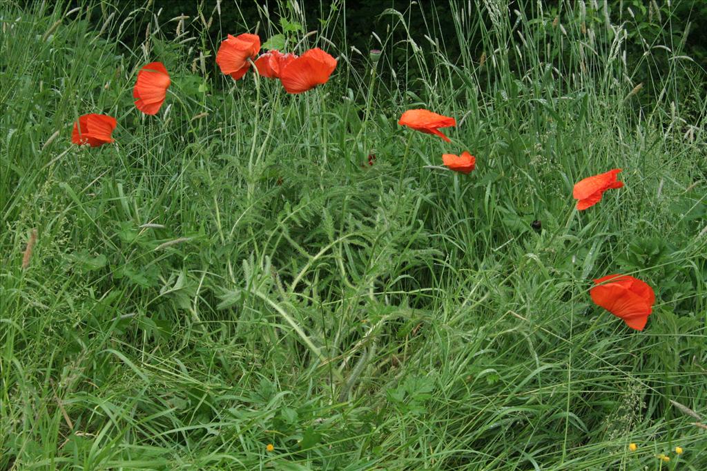 Papaver orientale (door Willem Braam)