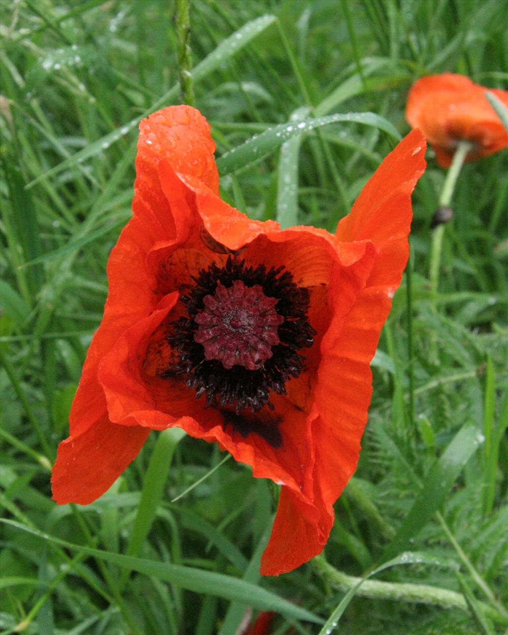 Papaver orientale (door Willem Braam)