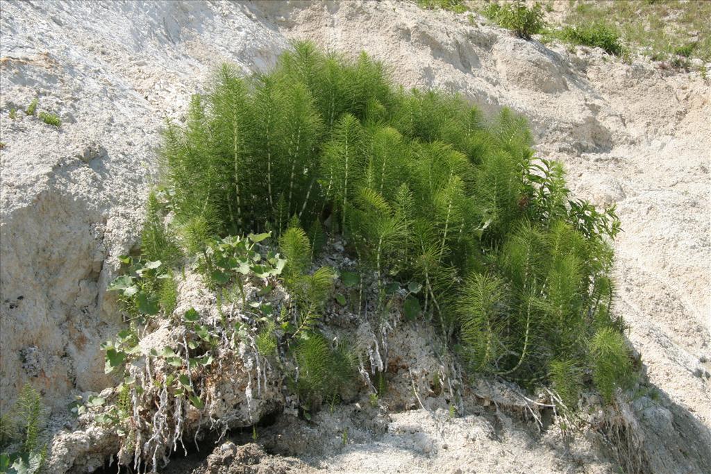 Equisetum telmateia (door Willem Braam)