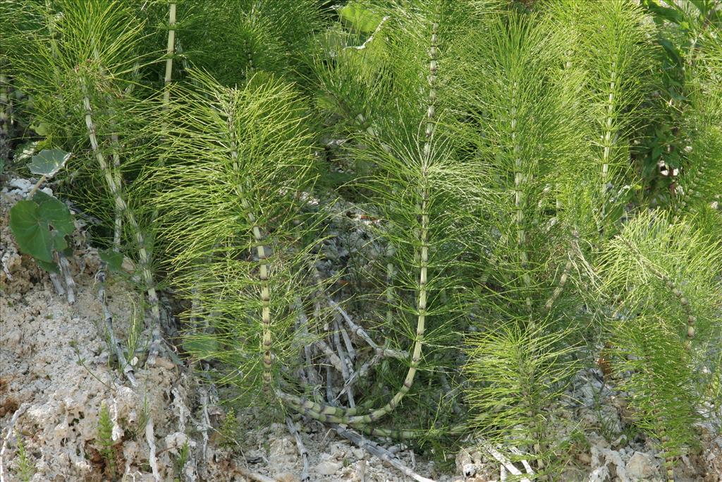 Equisetum telmateia (door Willem Braam)