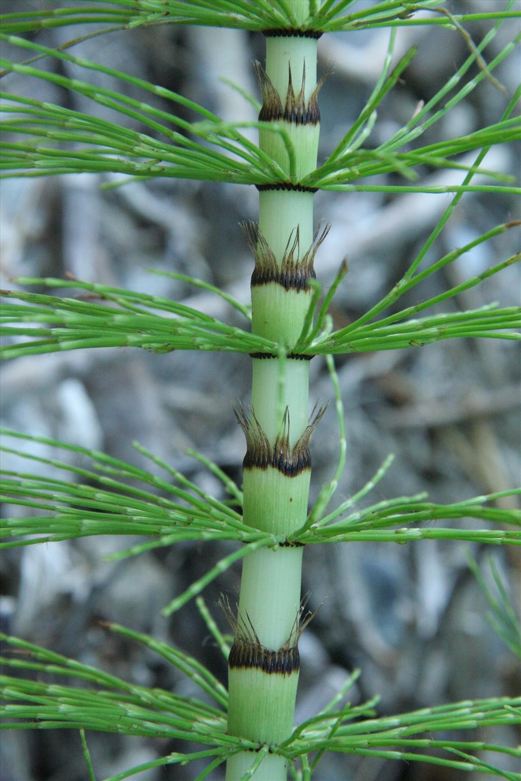 Equisetum telmateia (door Willem Braam)